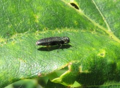 Agrilus laticornis