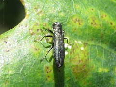 Agrilus laticornis