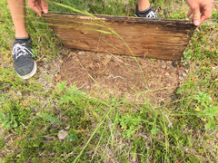 Plestiodon septentrionalis