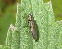 Agrilus laticornis