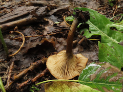 Infundibulicybe squamulosa