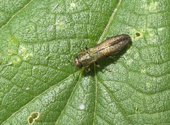 Agrilus laticornis