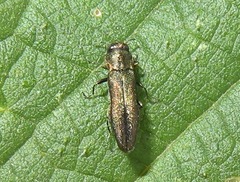 Agrilus laticornis