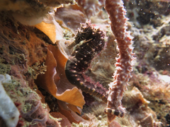 Hippocampus comes