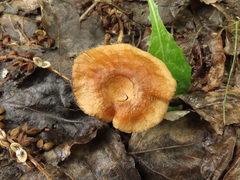 Infundibulicybe squamulosa