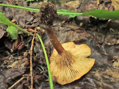 Infundibulicybe squamulosa