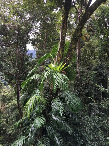 Epipremnum pinnatum iNat (2)