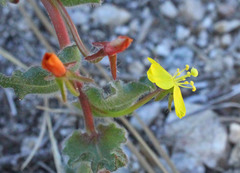 Camissoniopsis confusa