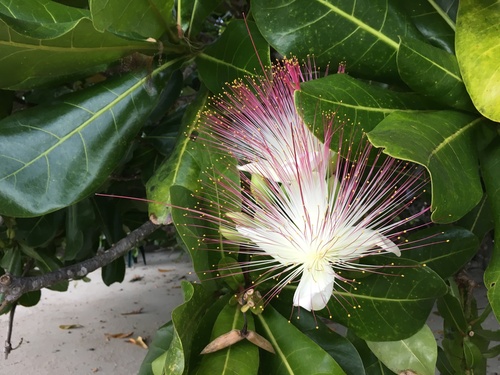 Barringtonia asiatica iNat (1)