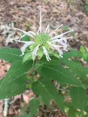 Monarda clinopodia
