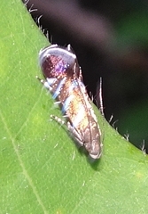 Strobisia proserpinella