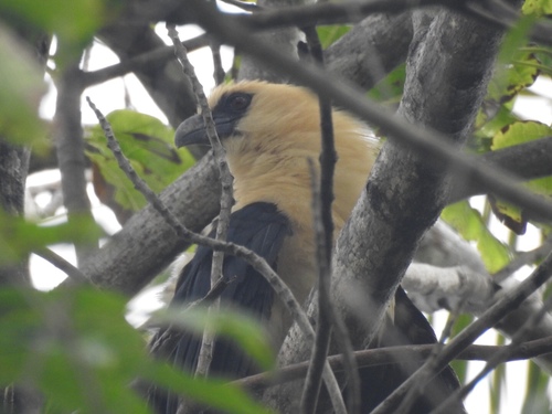 Centropus milo, 2019-06-19
