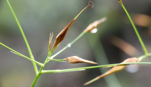 Image of Rhynchospora careyana by (c) Valerie Anderson, some rights reserved (CC BY)