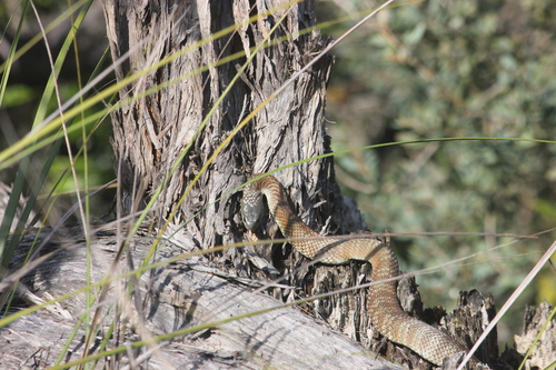 Tiger Snake sighting