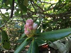 Rhododendron brachycarpum