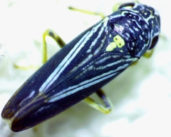 Graphocephala hieroglyphica