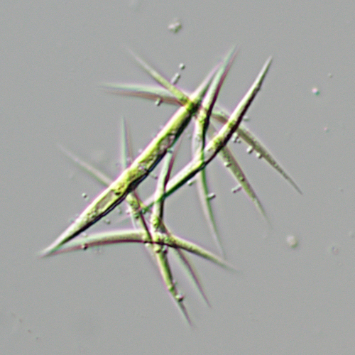 Ankistrodesmus