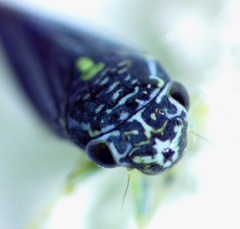 Graphocephala hieroglyphica