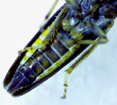 Graphocephala hieroglyphica