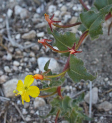 Camissoniopsis confusa