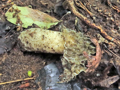 Phallus hadriani