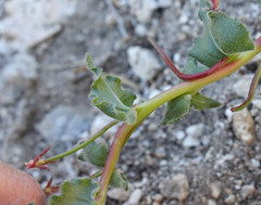 Camissoniopsis confusa