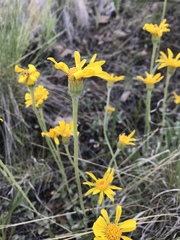 Senecio actinella