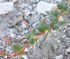 Camissoniopsis confusa