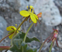 Camissoniopsis confusa