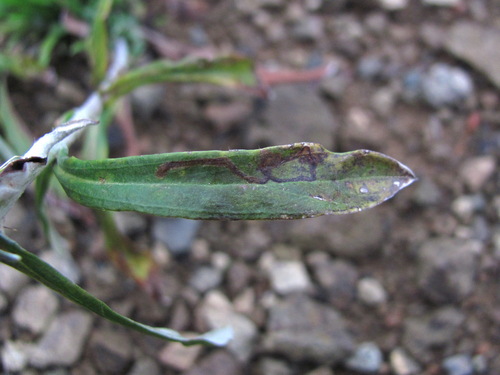 Ophiomyia gnaphalii