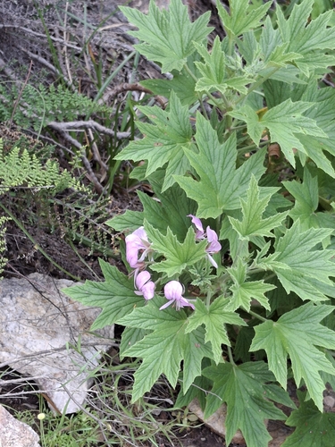 Image of Pelargonium citronellum by (c) marius, some rights reserved (CC BY)