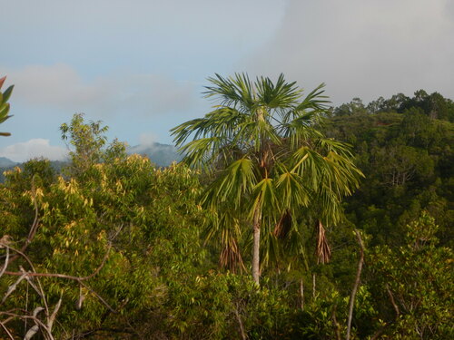 Saribus brevifolius