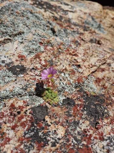 Oxalis fergusoniae (Oxalis fergusoniae)