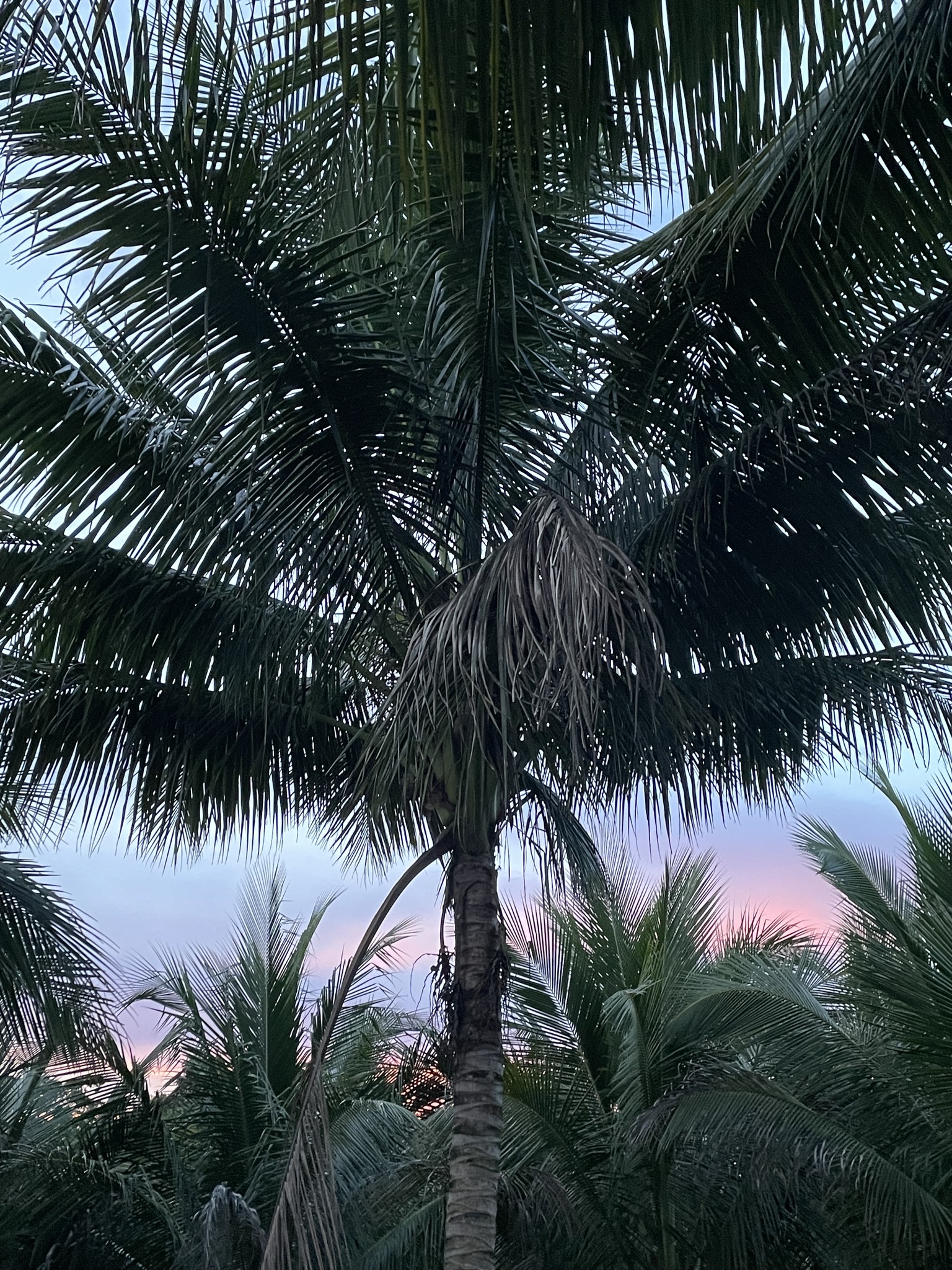 Cocos nucifera