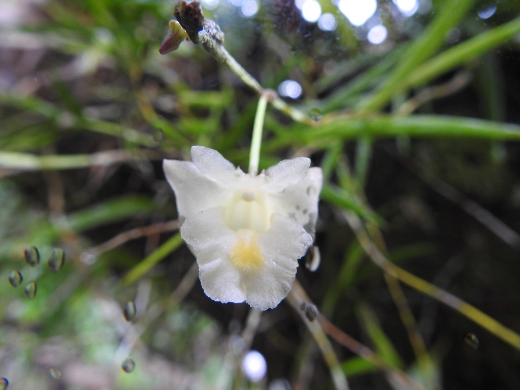 Dendrobium goldfinchii F.Muell.