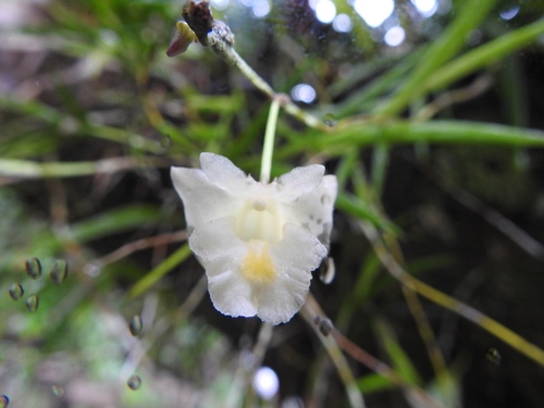 Dendrobium goldfinchii in life