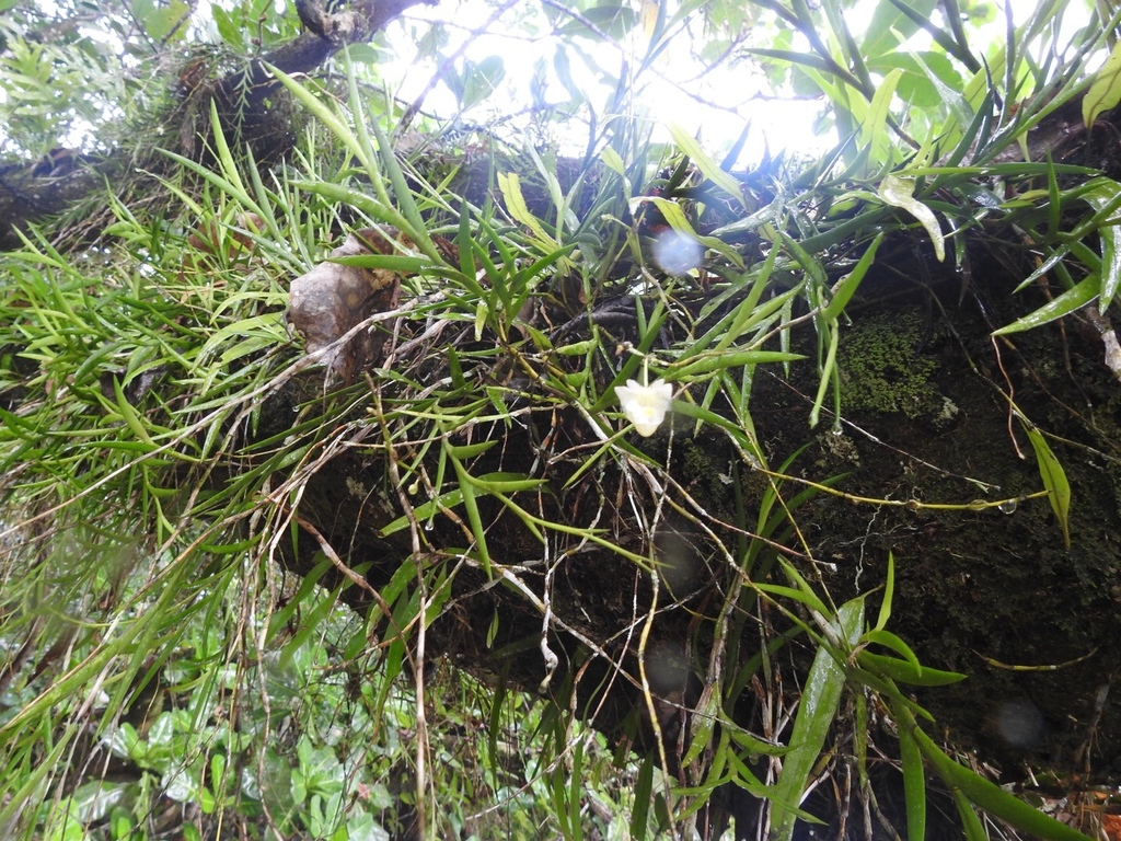 Dendrobium goldfinchii F.Muell. 2