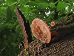 Auricularia auricula-judae