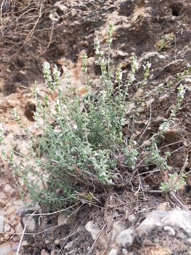 Image of Micromeria fruticosa by (c) Jorge Íñiguez, some rights reserved (CC BY)
