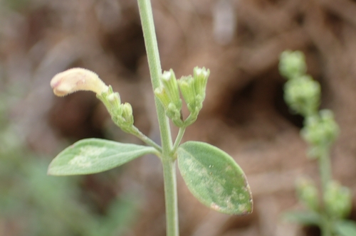 Image of Micromeria fruticosa by (c) Jorge Íñiguez, some rights reserved (CC BY)