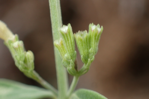 Image of Micromeria fruticosa by (c) Jorge Íñiguez, some rights reserved (CC BY)