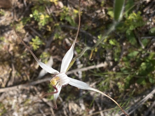 Image of Caladenia longicauda by (c) John Van Den Nouwelant, some rights reserved (CC BY)