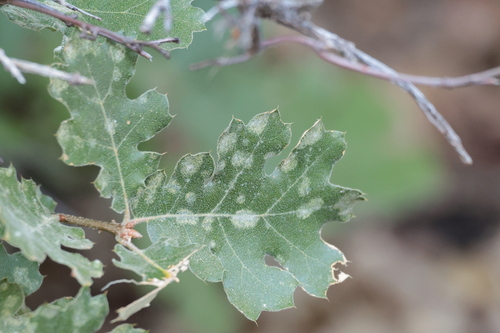 iNaturalist observation photo of Powdery Mildews