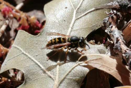 iNaturalist observation photo of Western Yellowjacket