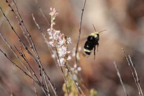 iNaturalist observation photo of Yellow-faced Bumble Bee