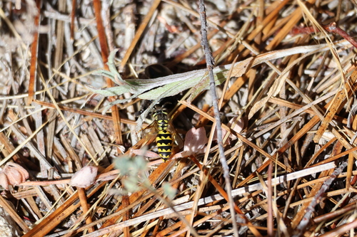 iNaturalist observation photo of Western Yellowjacket