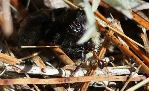iNaturalist observation photo of Formicine Ants