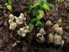 Coprinopsis strossmayeri