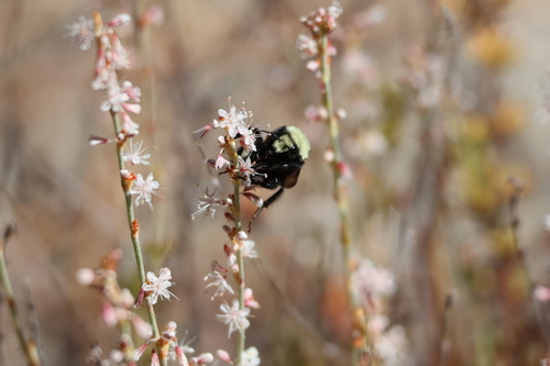 iNaturalist observation photo of Yellow-faced Bumble Bee