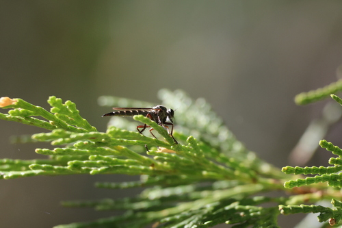 iNaturalist observation photo of Robber Flies